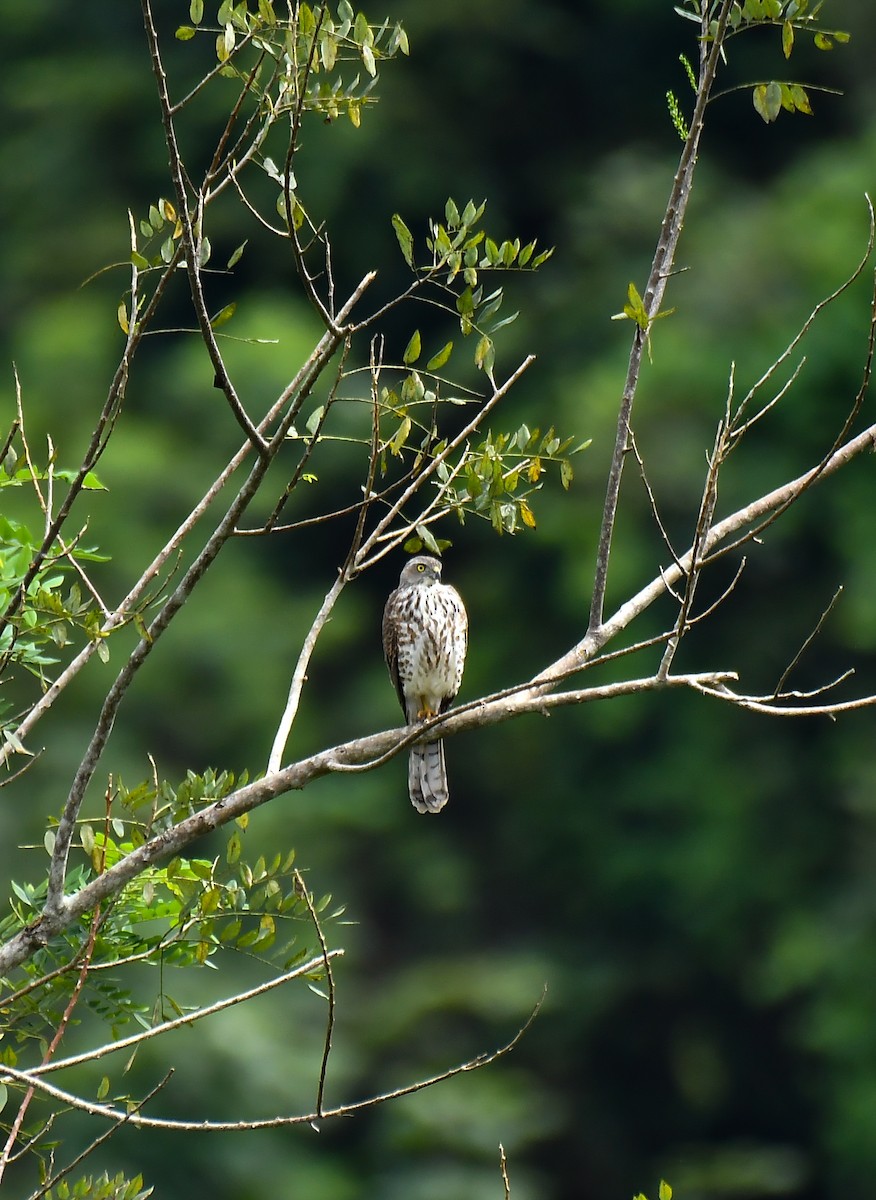 Shikra - ML642512326