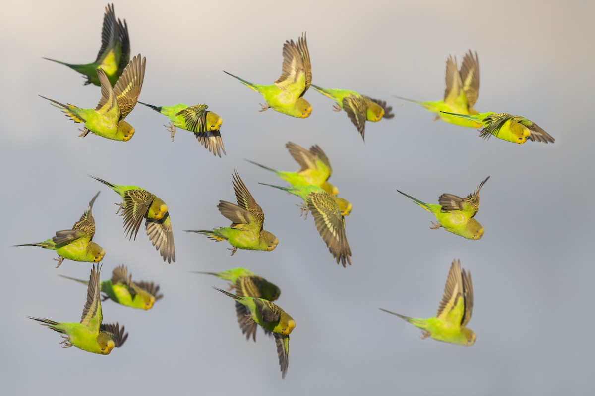 Budgerigar - ML642512341