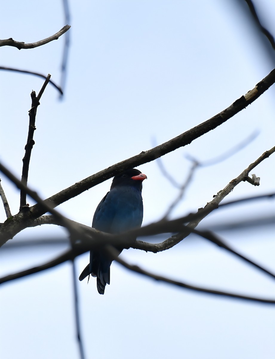 Dollarbird - ML642512342