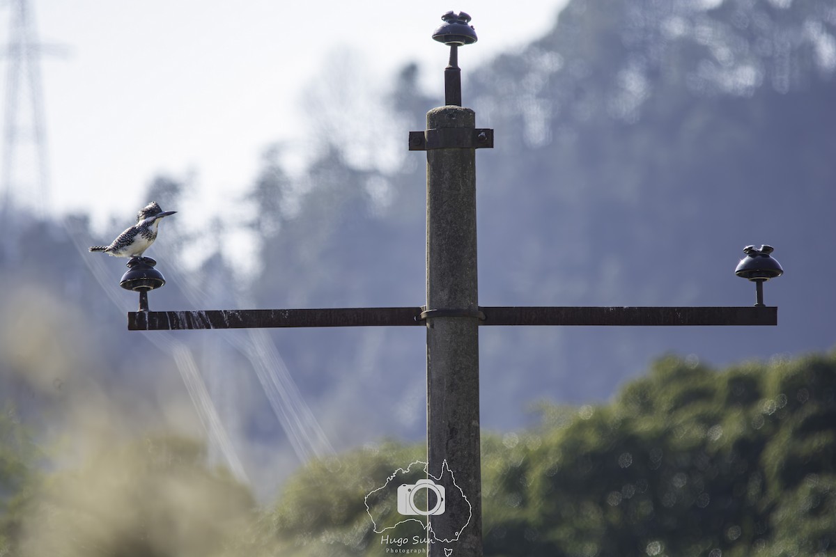Crested Kingfisher - ML642512352