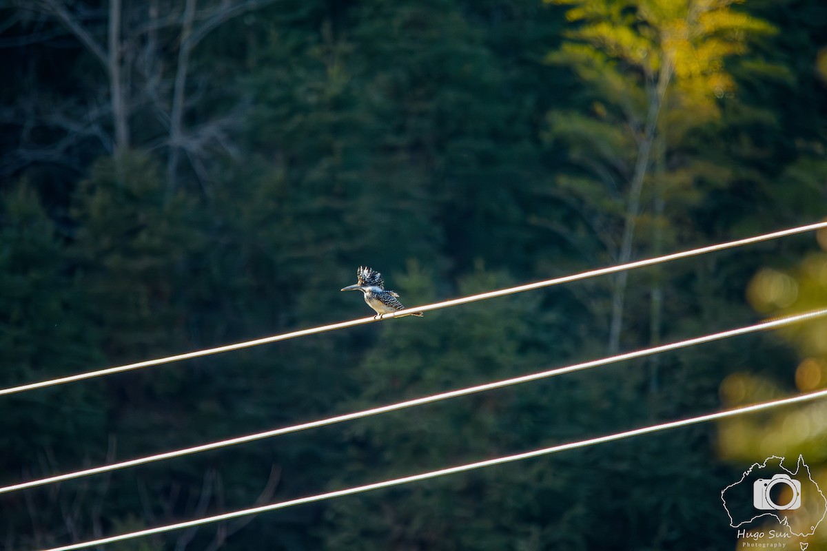 Crested Kingfisher - ML642512357