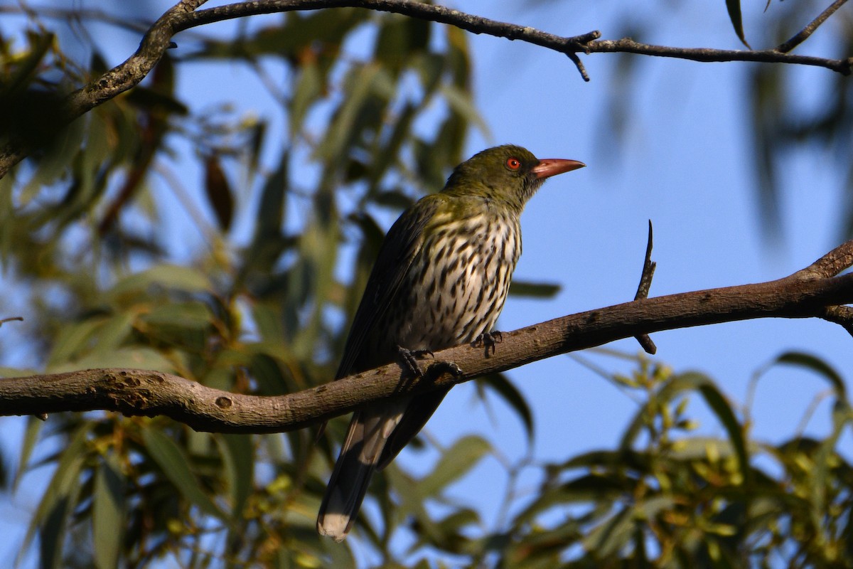 Olive-backed Oriole - ML642512363