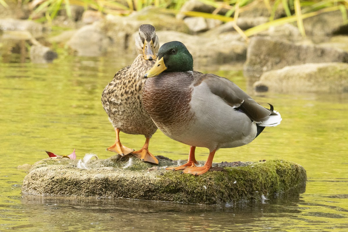 Mallard - ML642512369