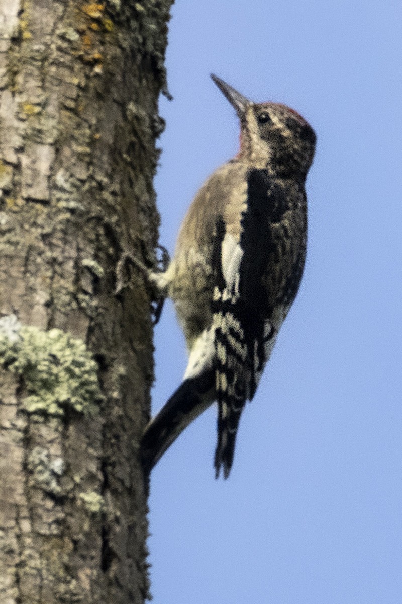 Yellow-bellied Sapsucker - ML642512370