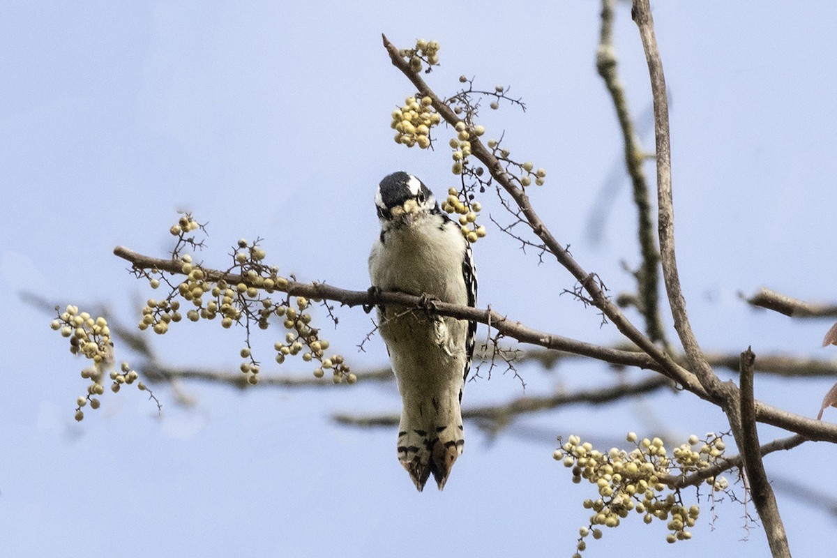 Downy Woodpecker - ML642512372