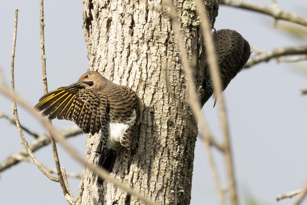 Northern Flicker - ML642512383
