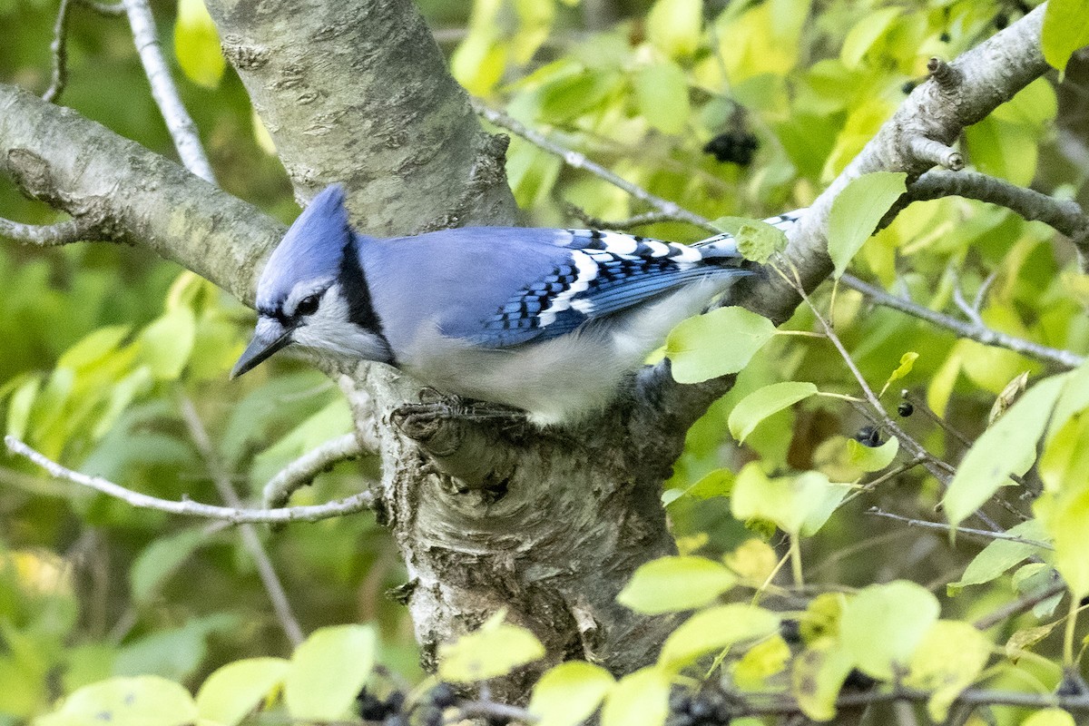 Blue Jay - ML642512388
