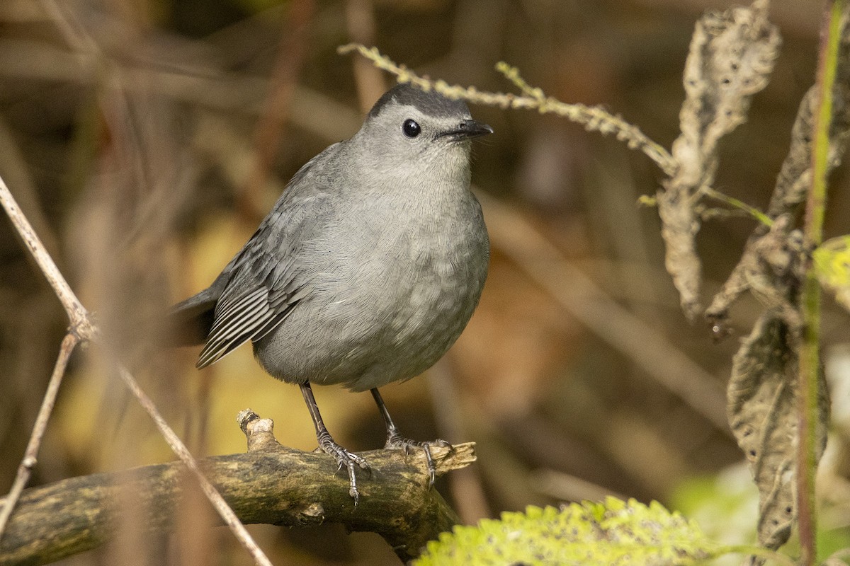 Gray Catbird - ML642512390