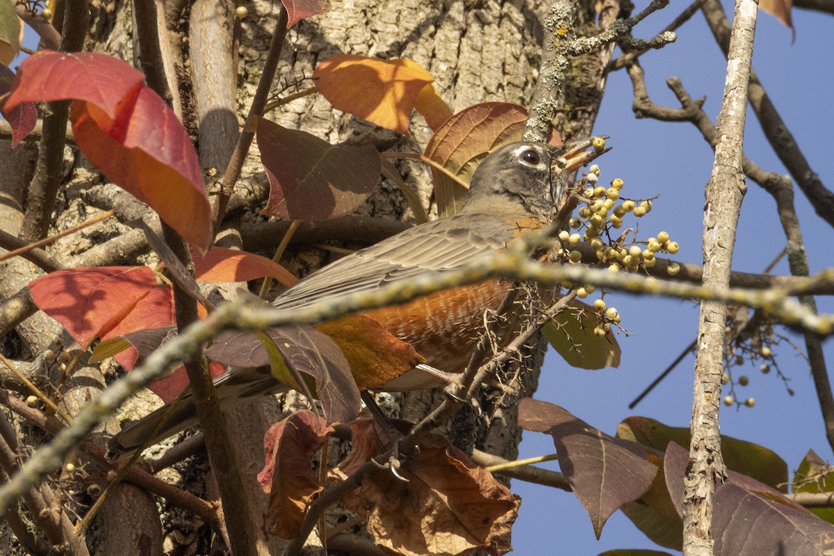 American Robin - ML642512392