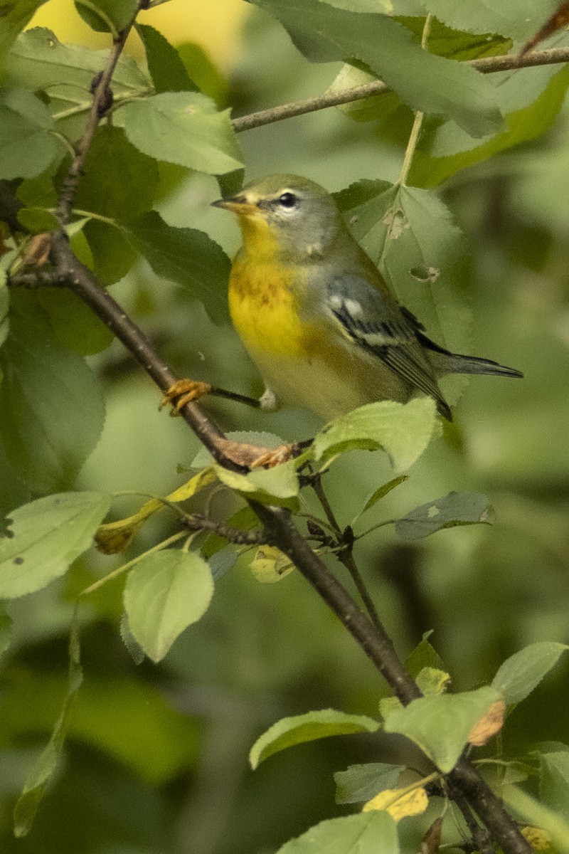 Northern Parula - ML642512399