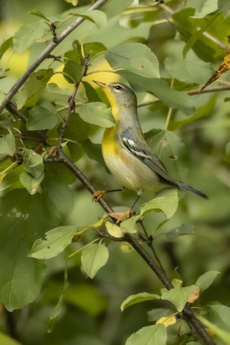 Northern Parula - ML642512400
