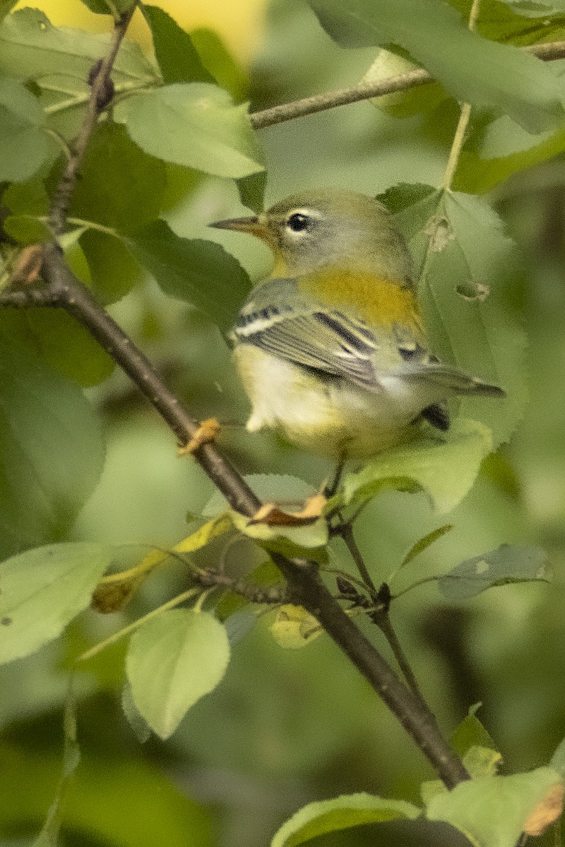 Northern Parula - ML642512401
