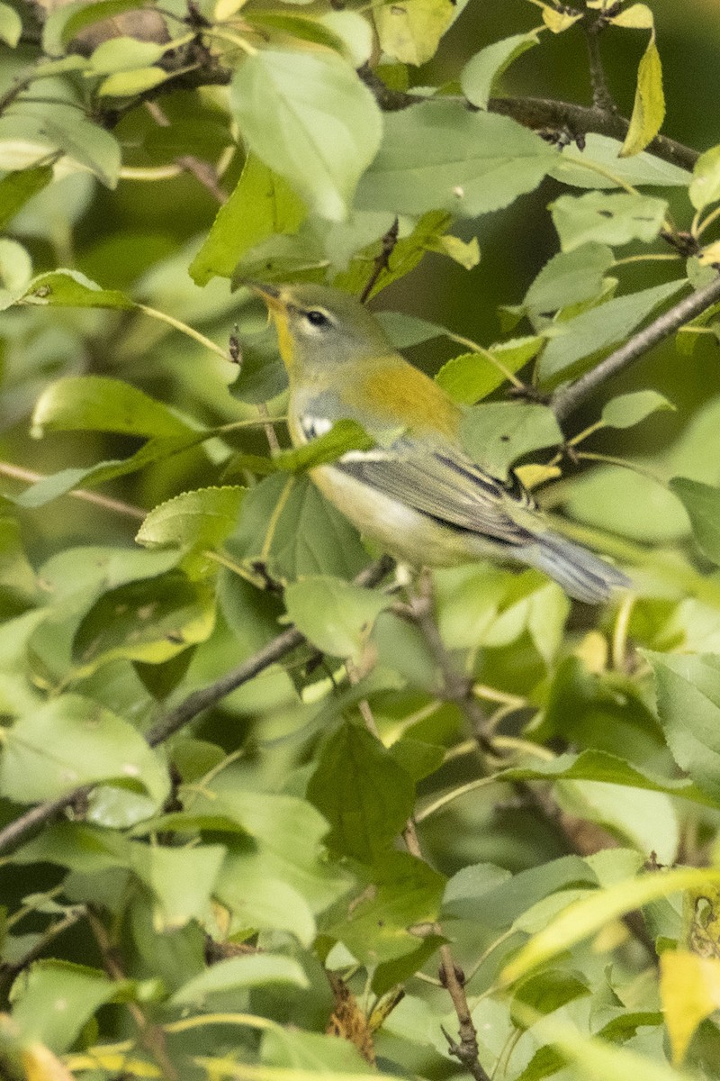 Northern Parula - ML642512402