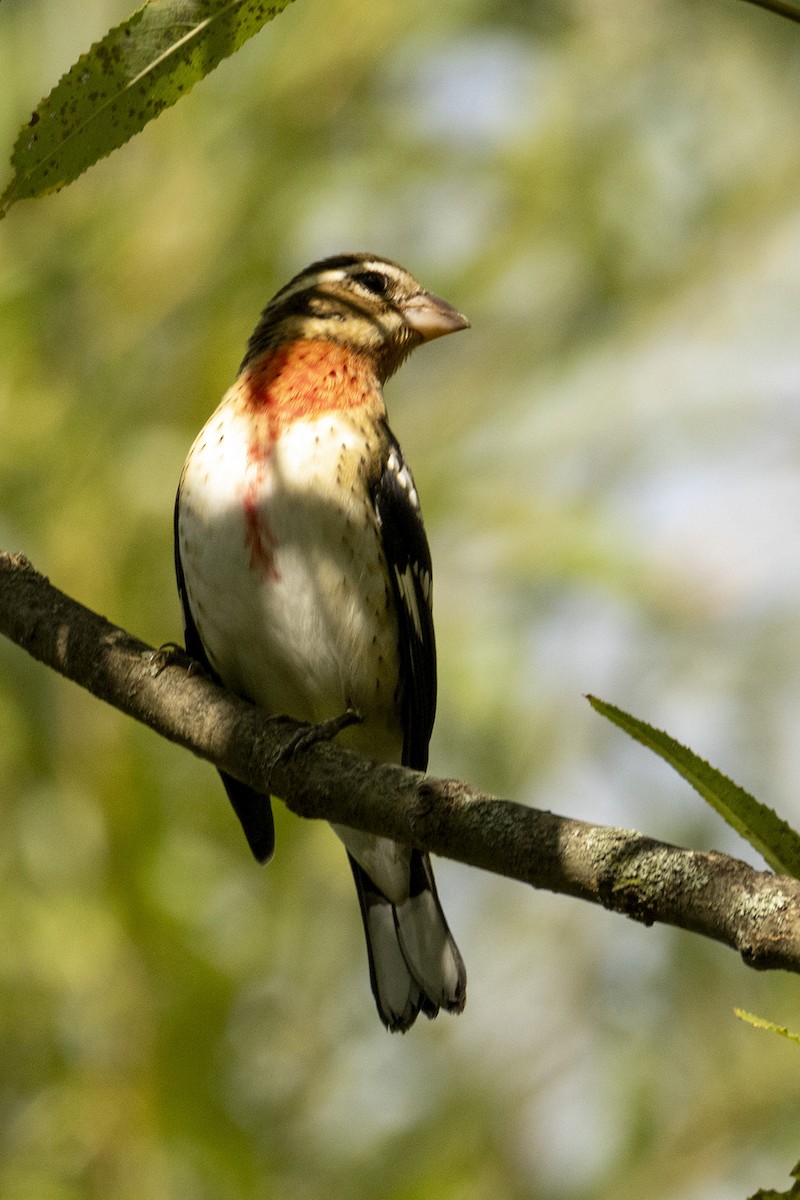 Rose-breasted Grosbeak - ML642512407
