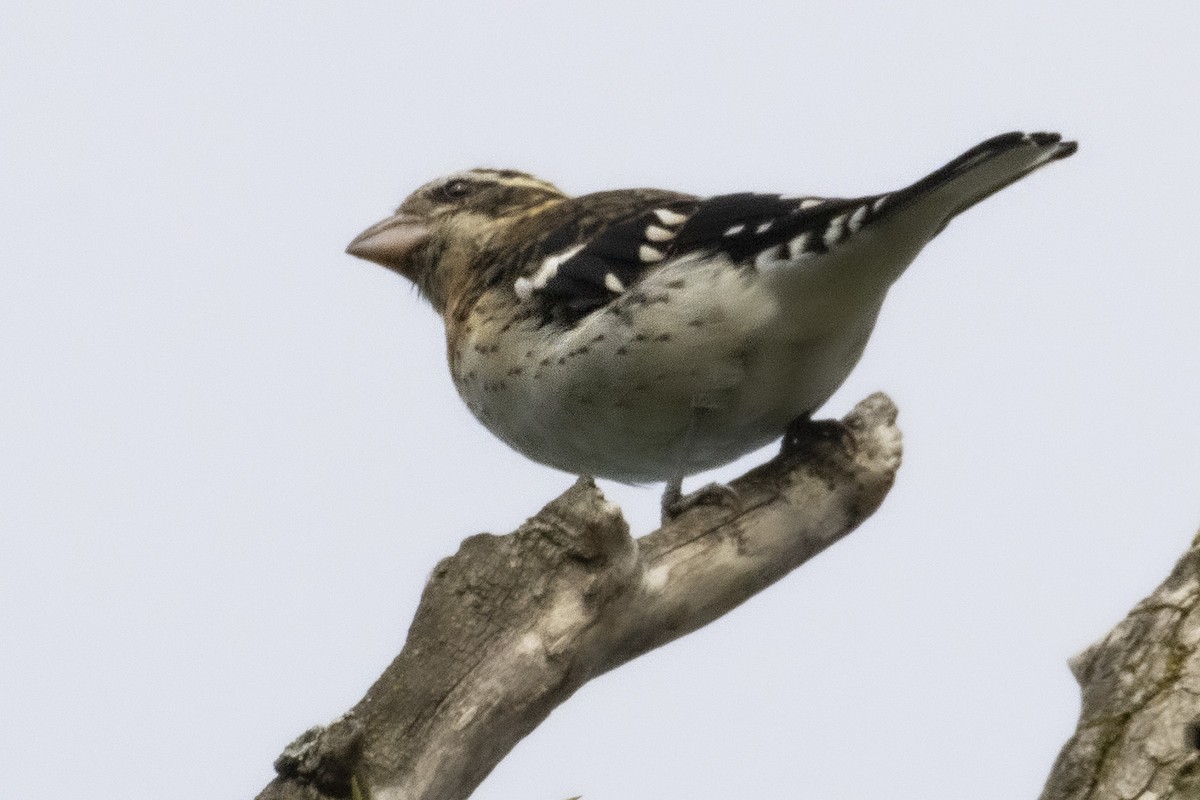 Rose-breasted Grosbeak - ML642512409