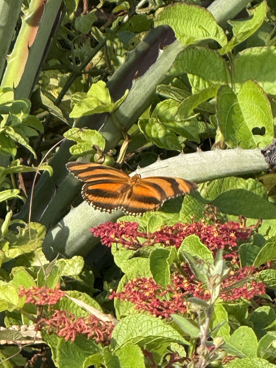 Banded Orange Heliconian - ML642512429