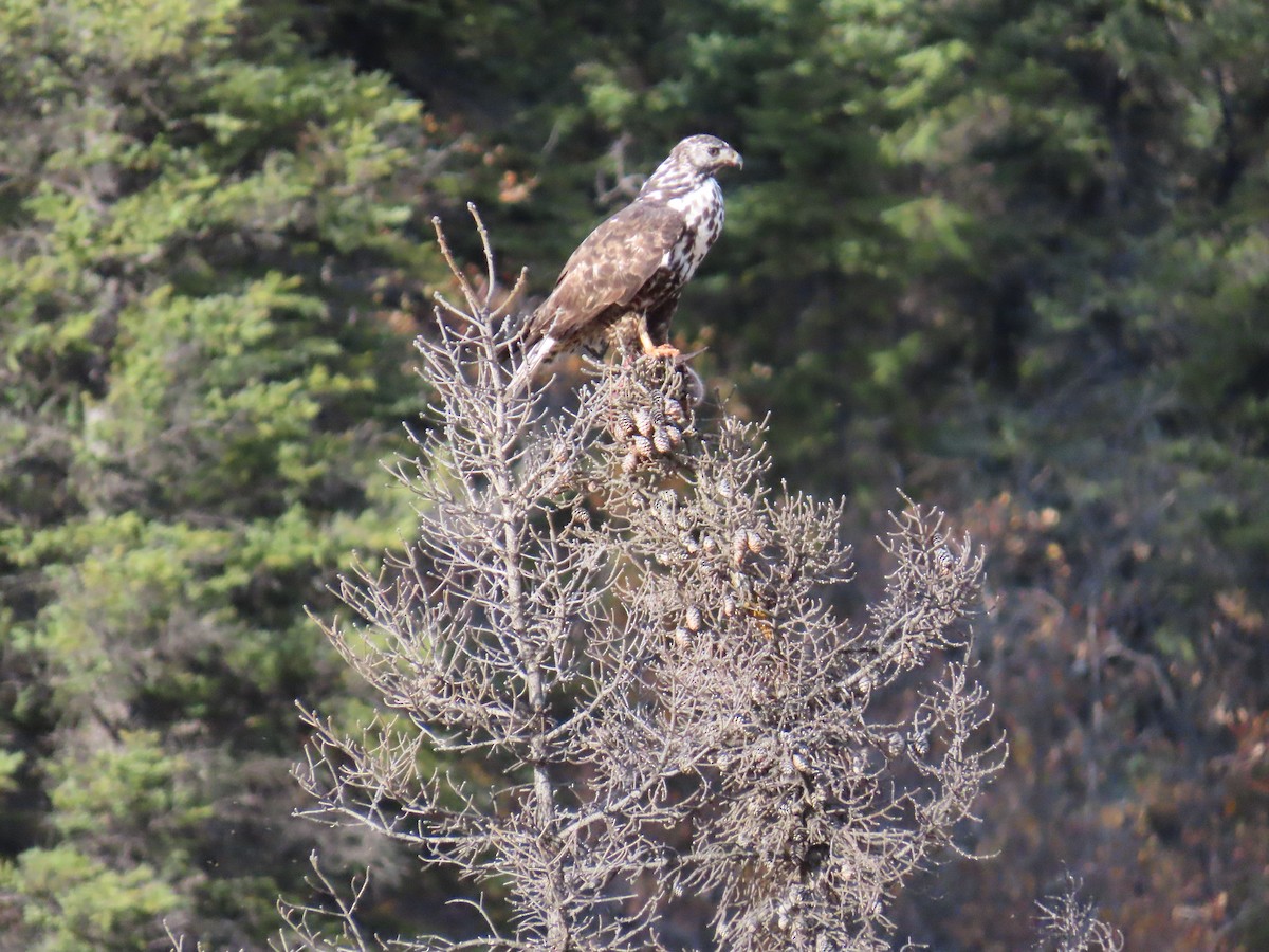 Red-tailed Hawk (Harlan's) - ML642512441