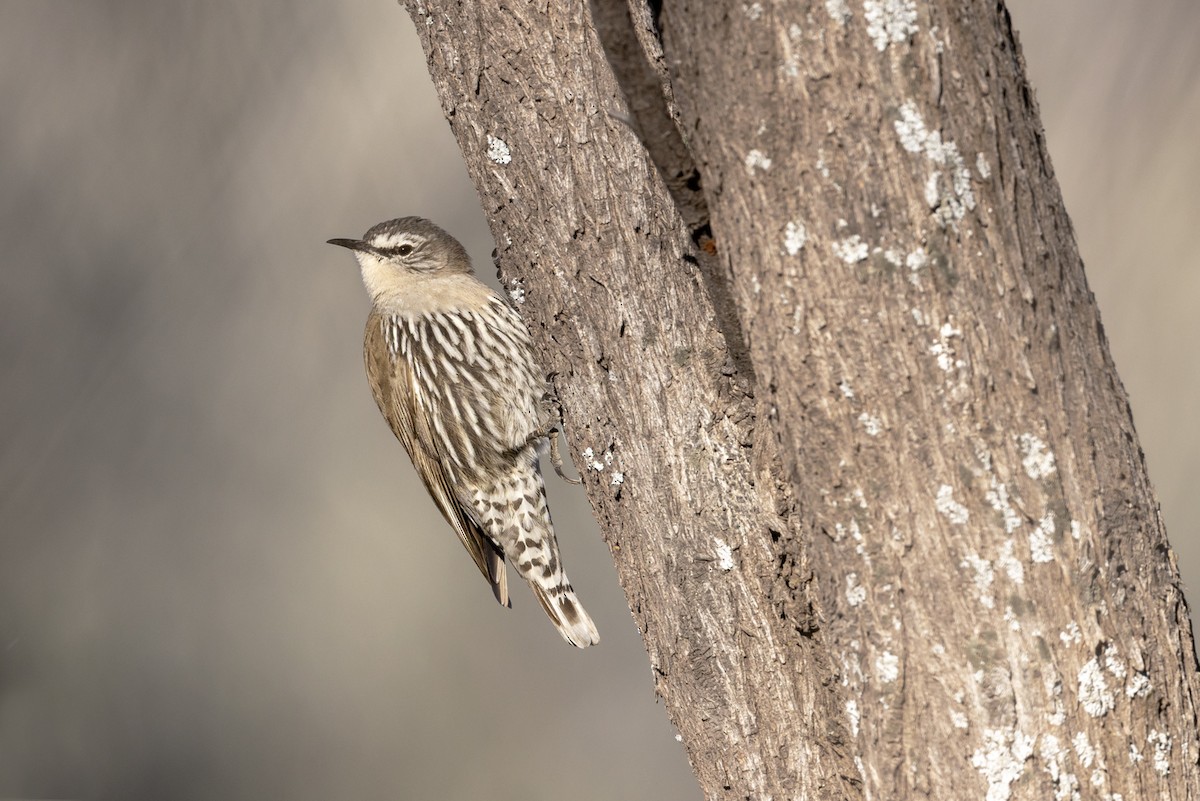 White-browed Treecreeper - ML642512454
