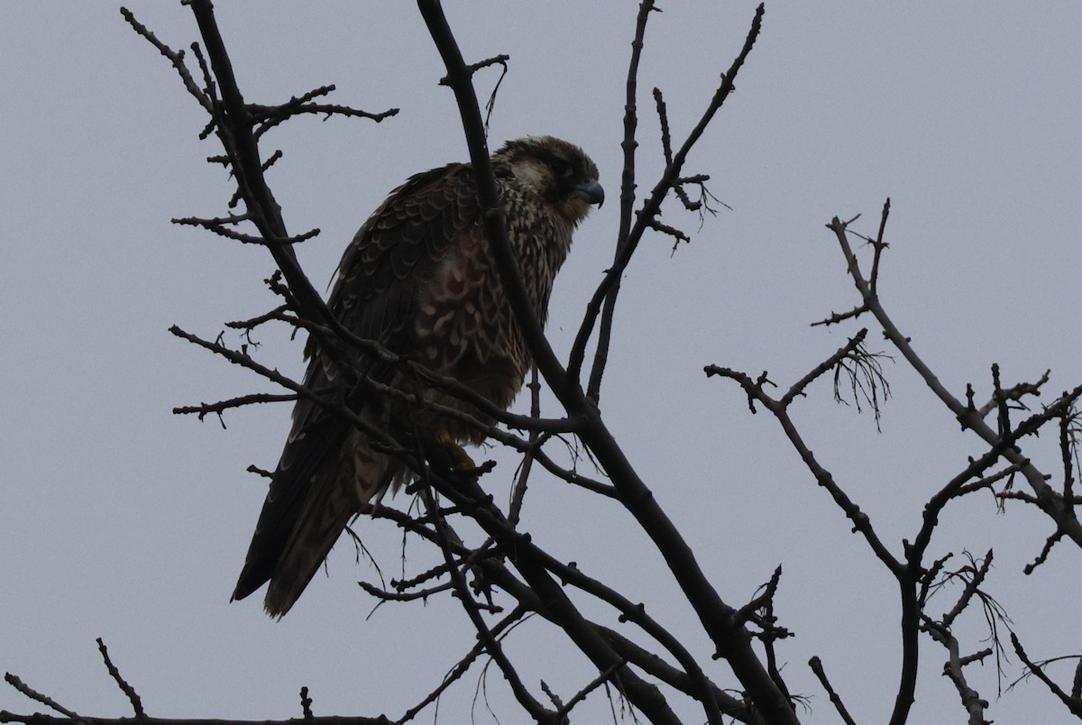 Peregrine Falcon - ML642512459