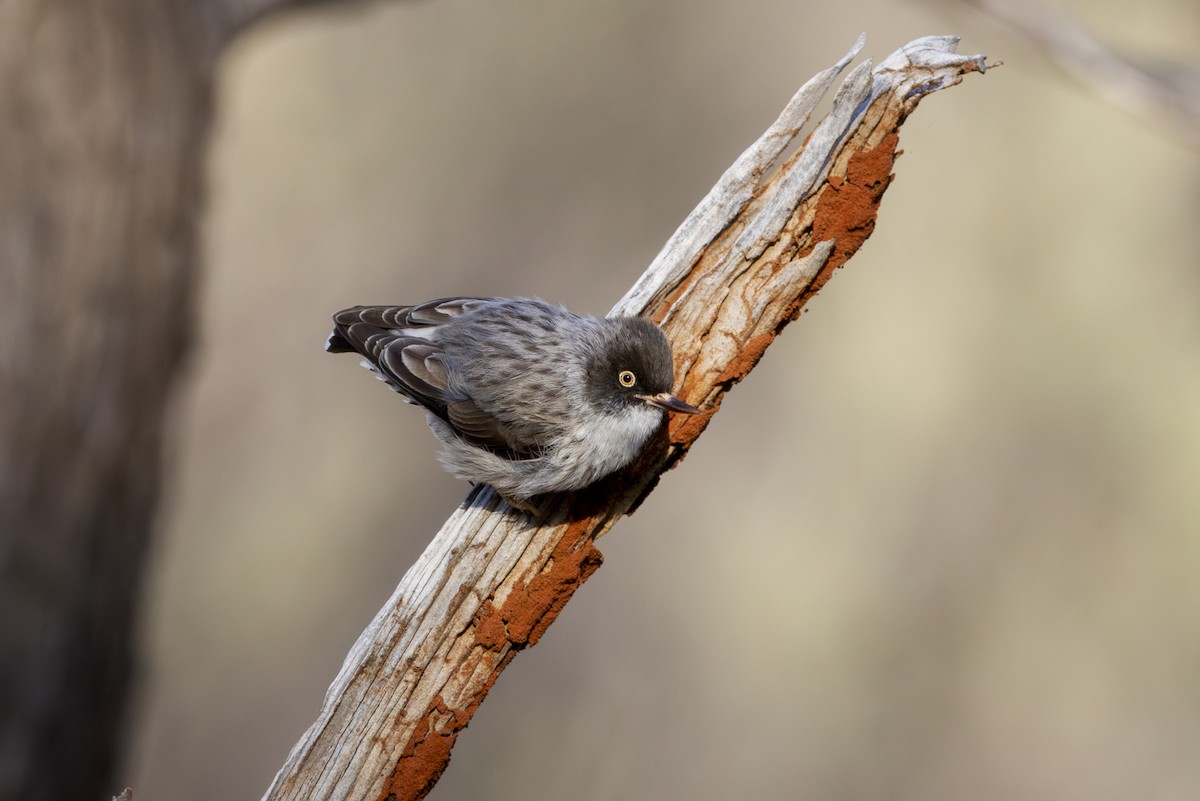 Varied Sittella - ML642512463