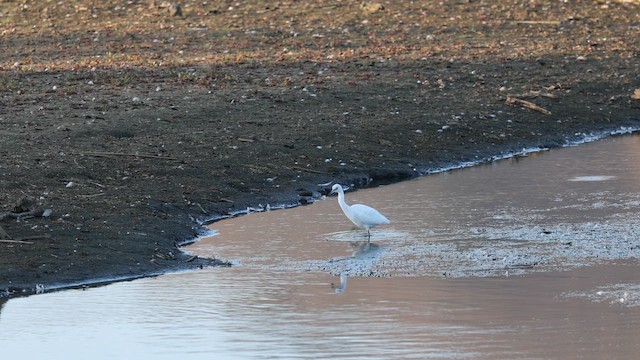 Little Blue Heron - ML642512467