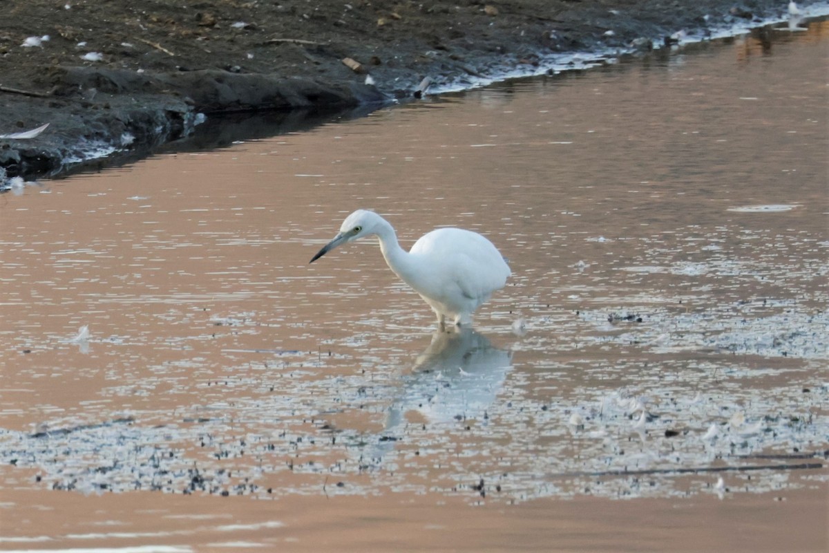 Little Blue Heron - ML642512470
