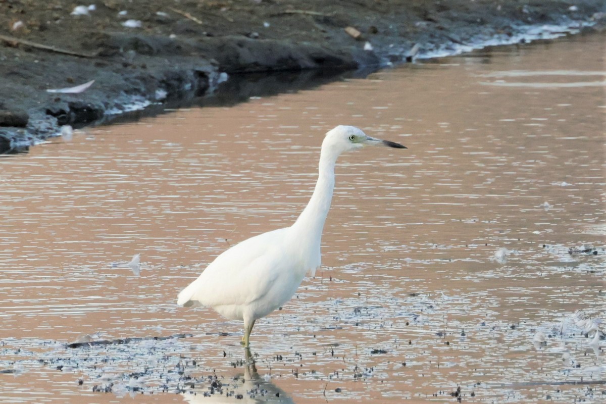 Little Blue Heron - ML642512471