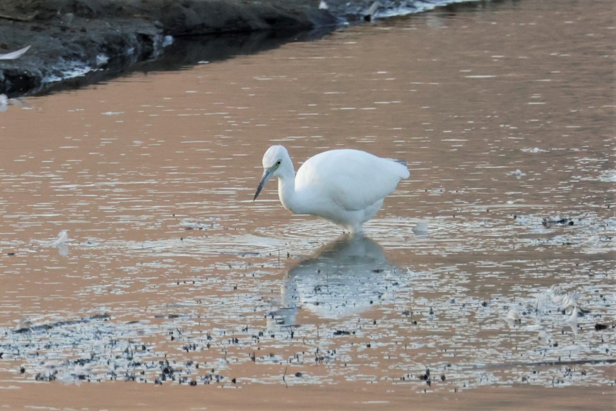Little Blue Heron - ML642512472