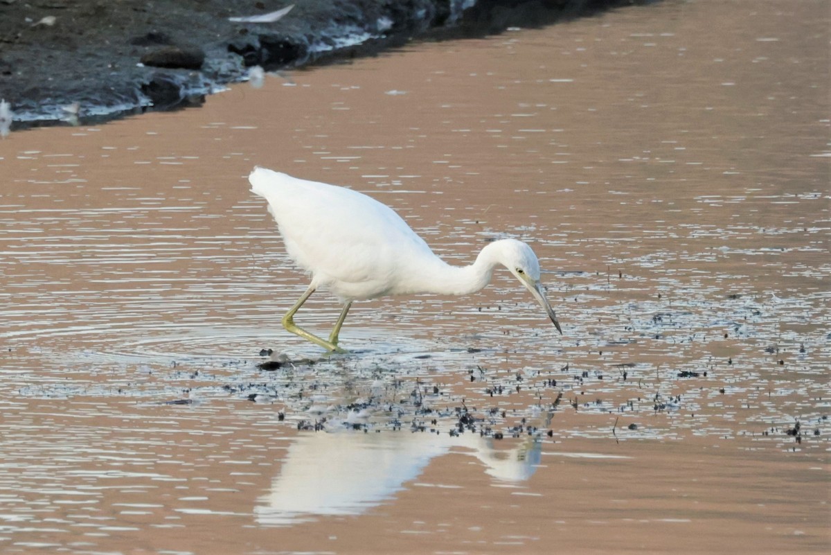Little Blue Heron - ML642512473