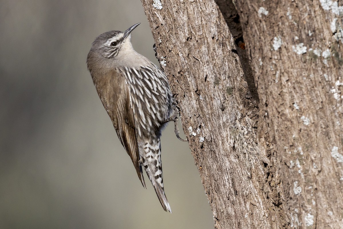 White-browed Treecreeper - ML642512482