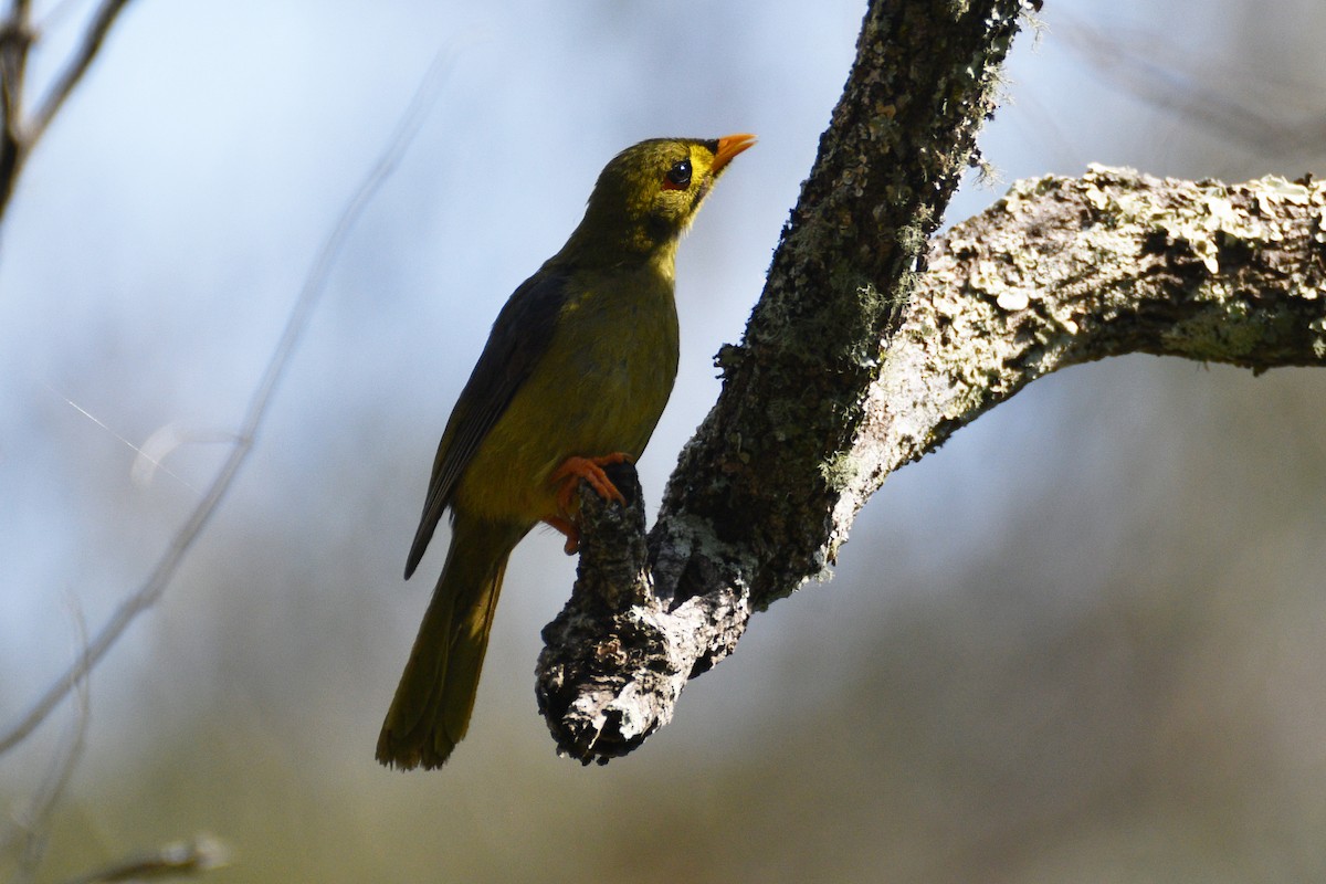 Bell Miner - ML642512491