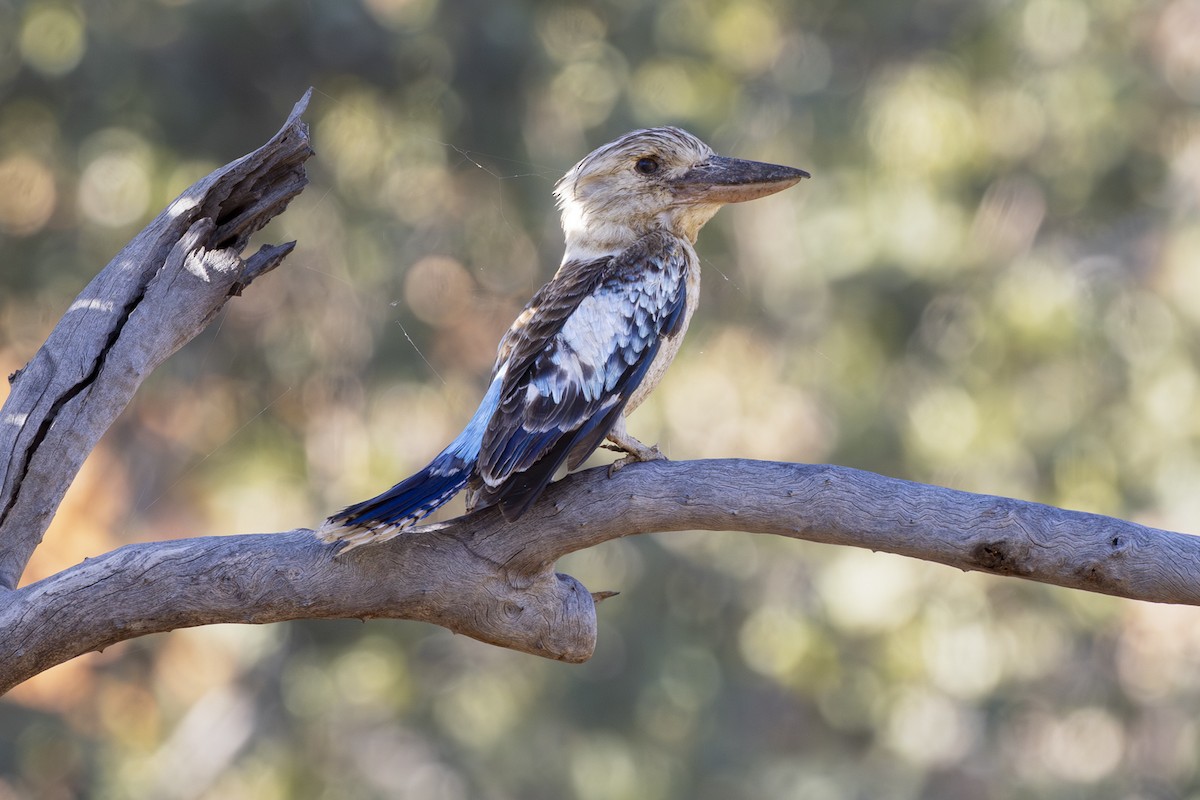 larmekokaburra - ML642512506
