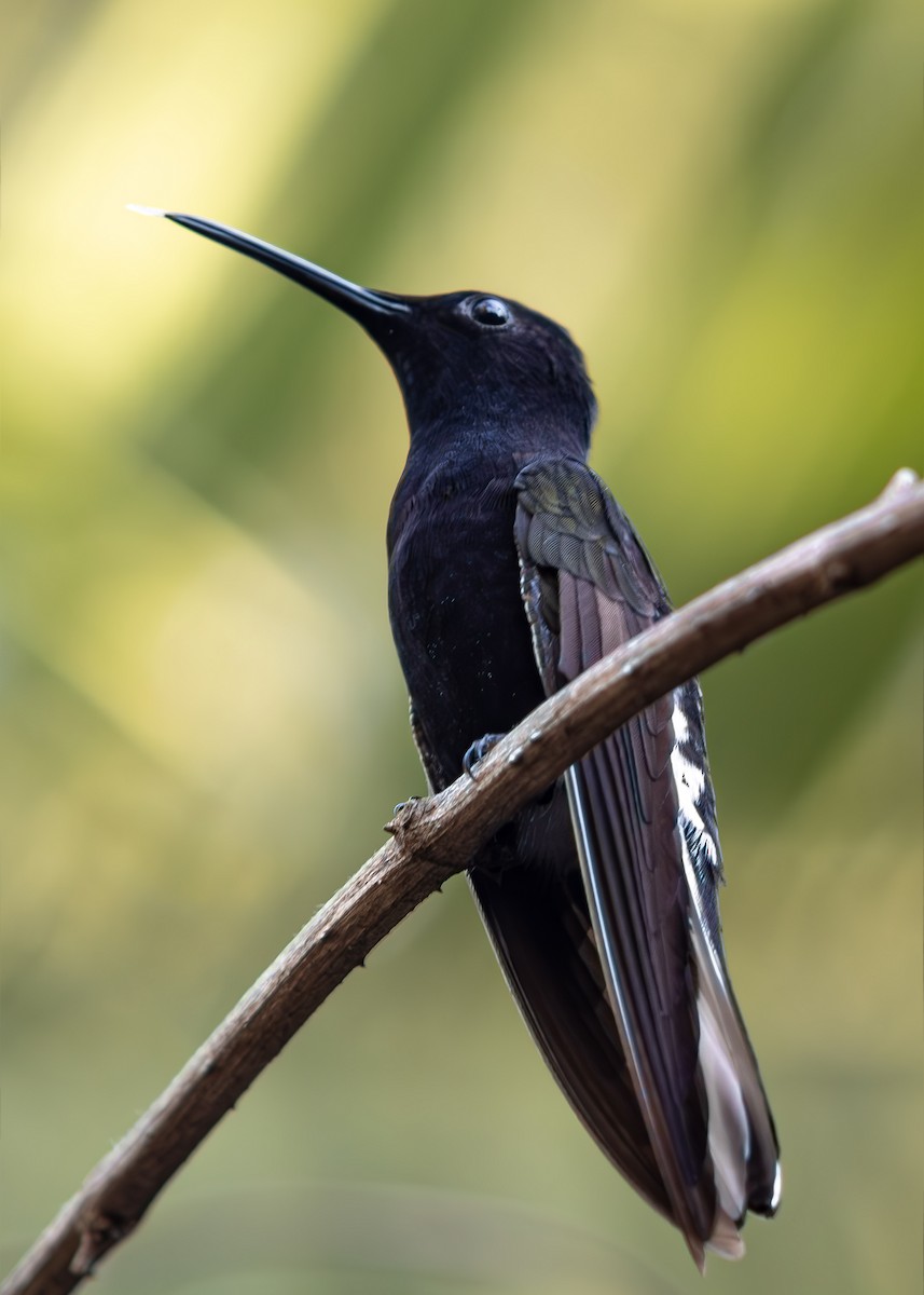 Black Jacobin - ML642512525