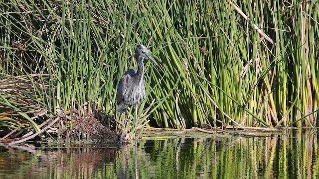 Great Blue Heron - ML642512544
