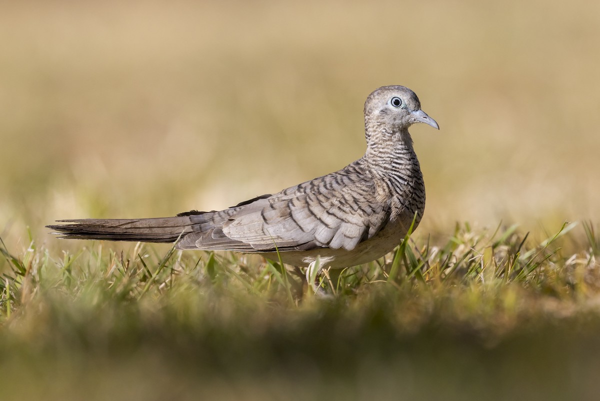 Peaceful Dove - ML642512546