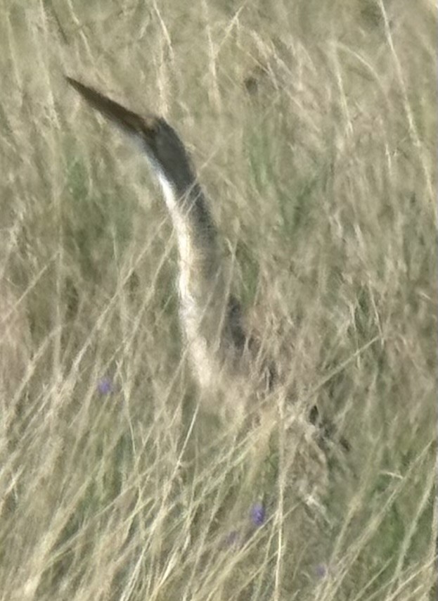 Pinnated Bittern - ML642512550