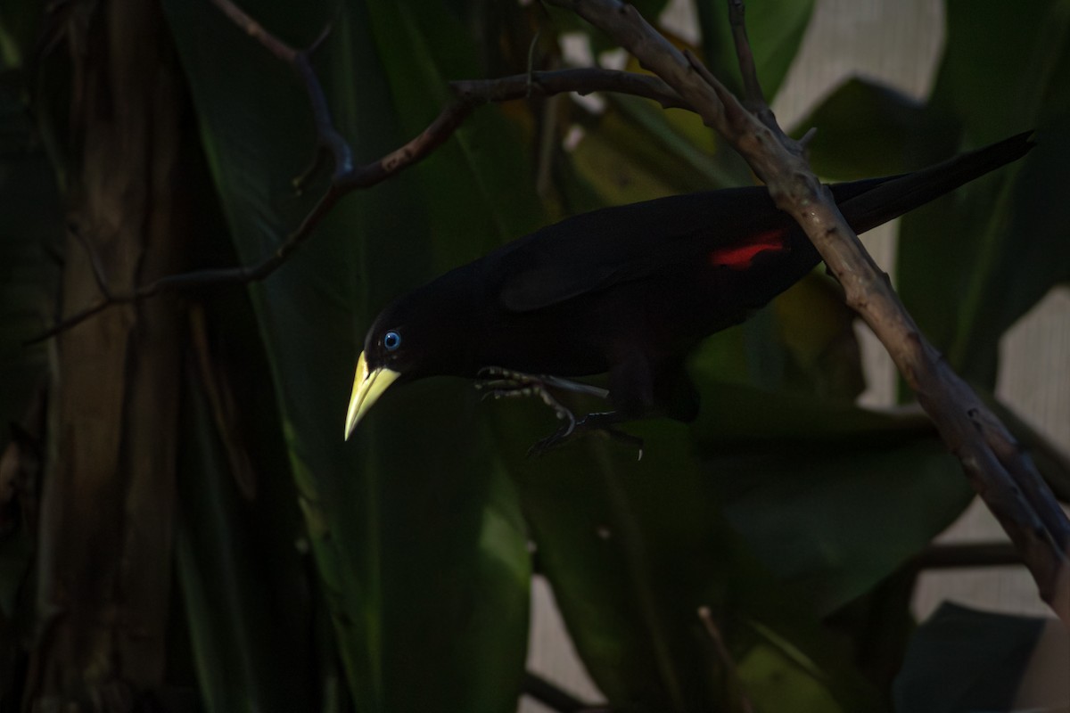 Red-rumped Cacique - ML642512553