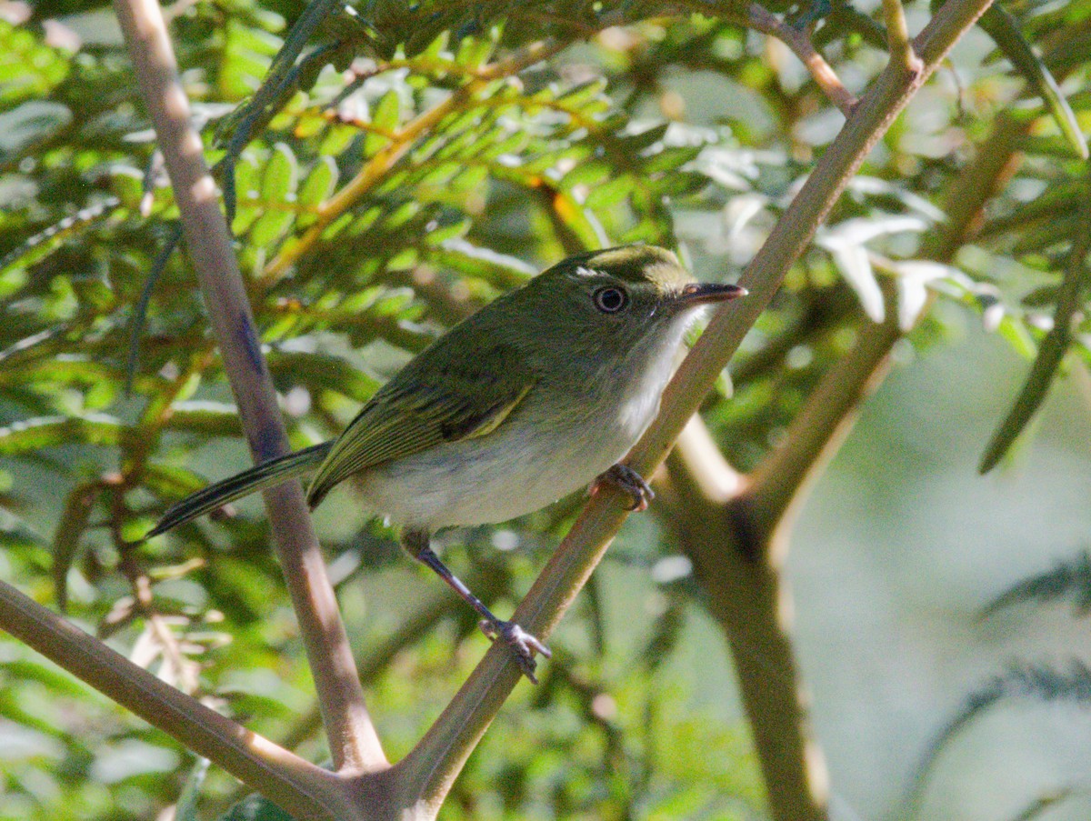 Hangnest Tody-Tyrant - ML642512564