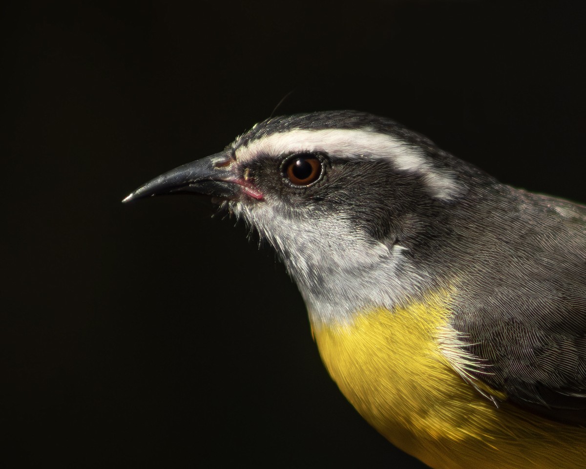 Bananaquit - ML642512565