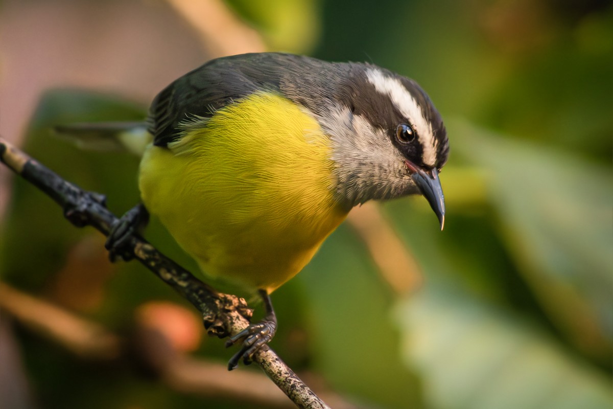 Bananaquit - ML642512566