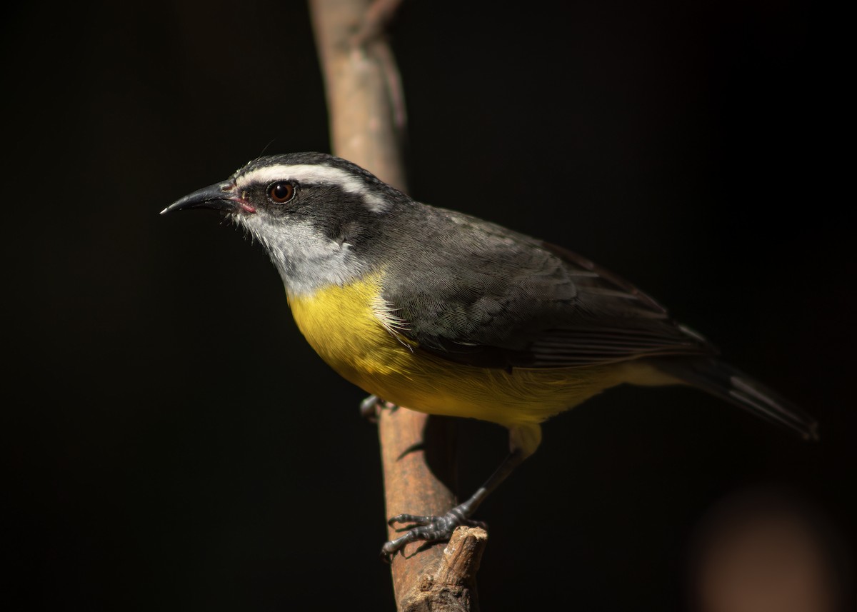 Bananaquit - ML642512567