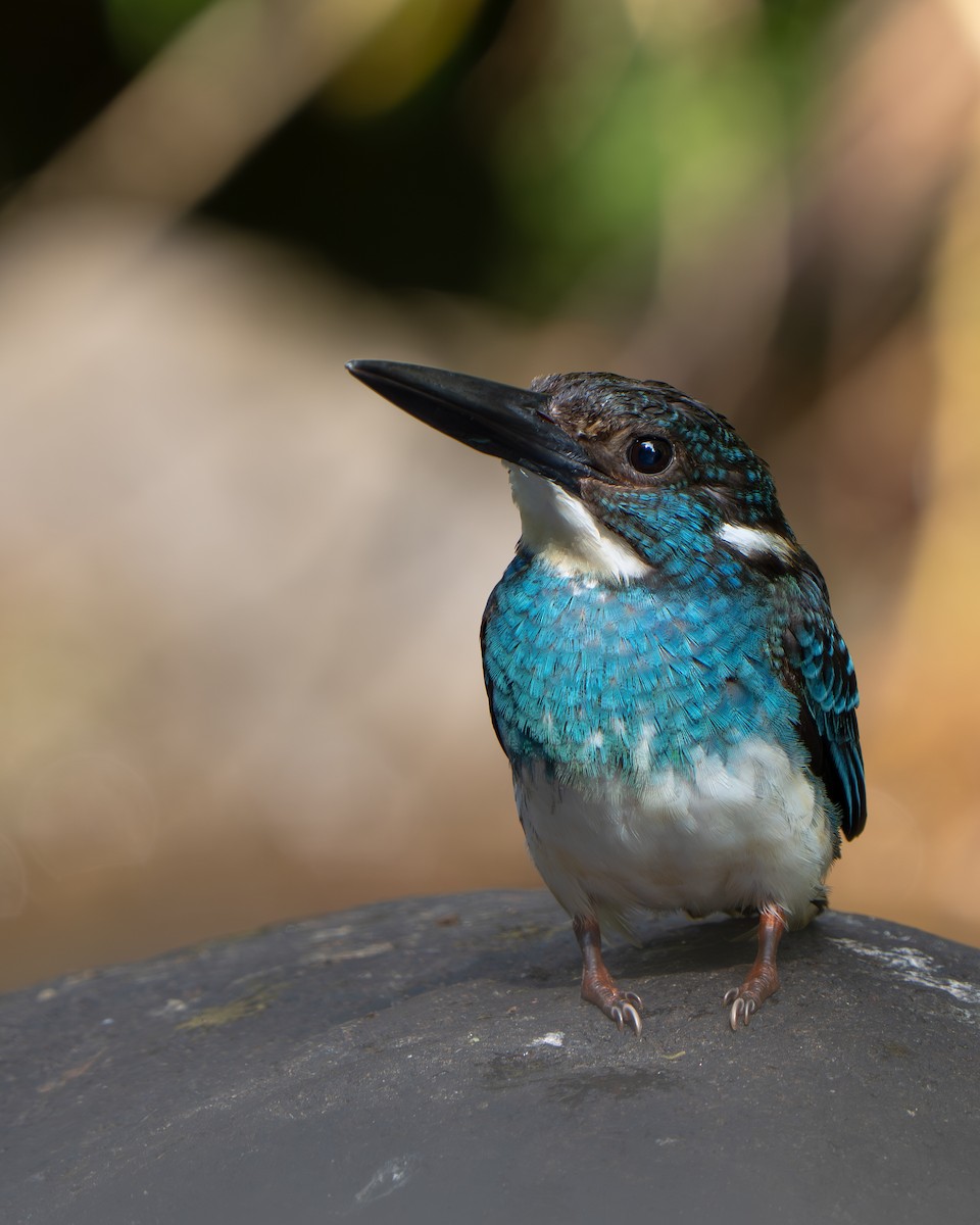 Javan Blue-banded Kingfisher - ML642512576