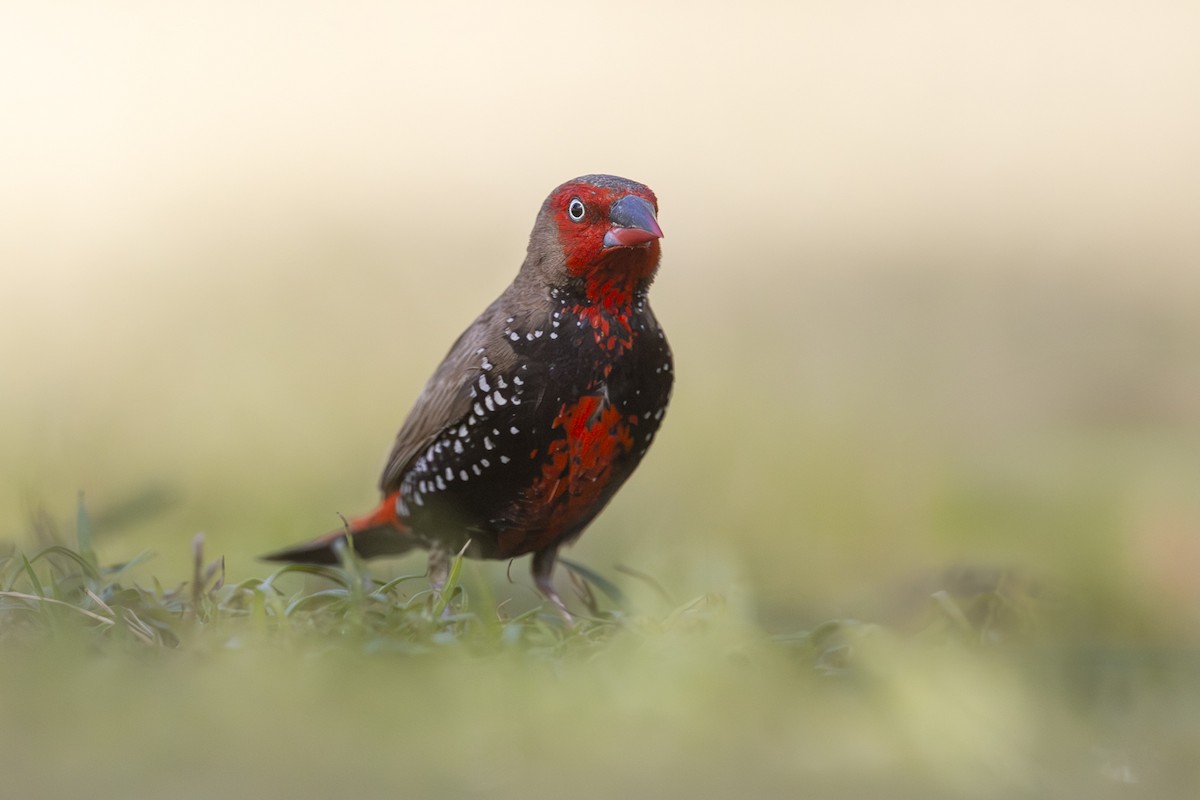 Painted Firetail - ML642512577
