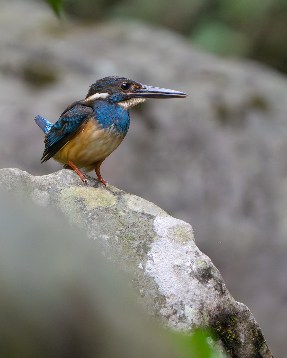 Javan Blue-banded Kingfisher - ML642512589