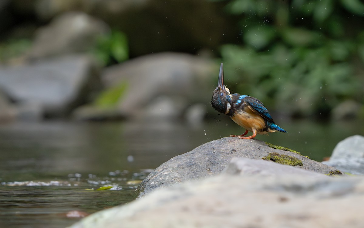 Javan Blue-banded Kingfisher - ML642512590