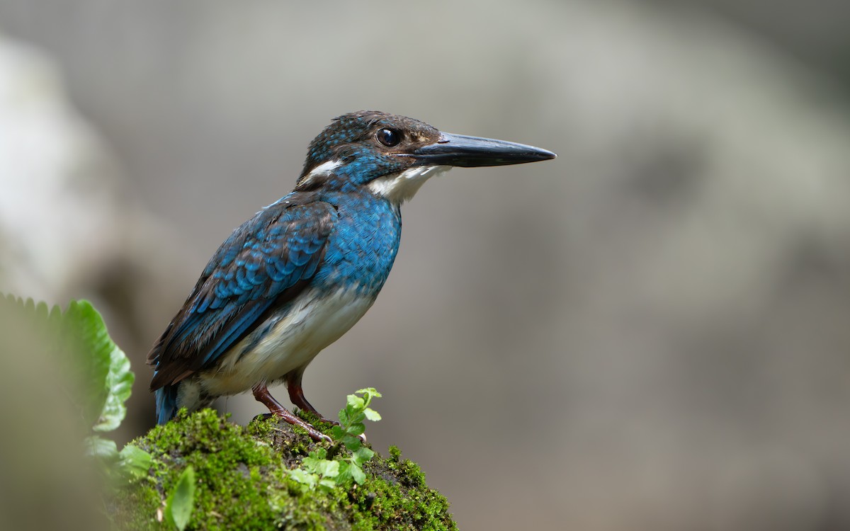 Javan Blue-banded Kingfisher - ML642512591