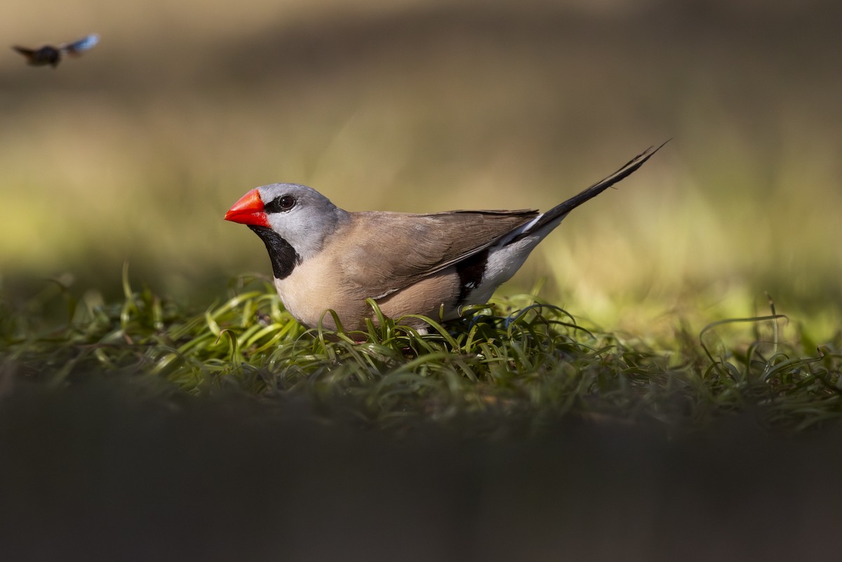 Long-tailed Finch - ML642512592