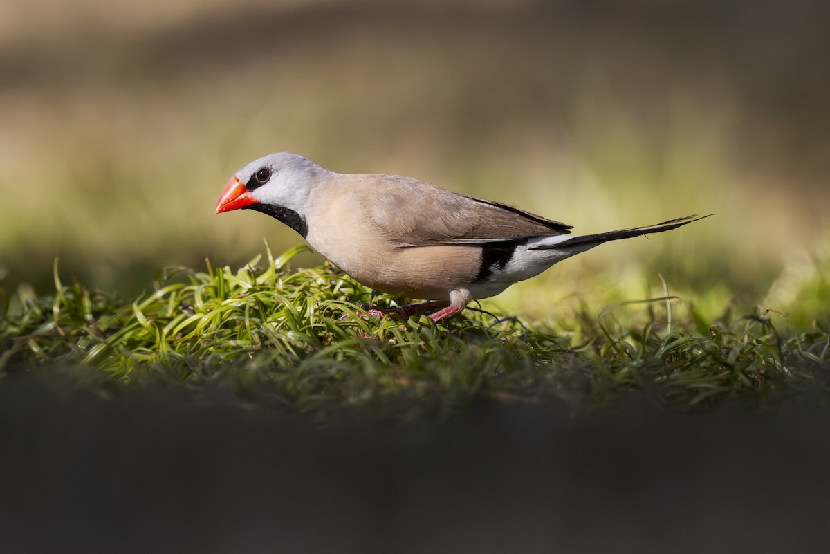 Long-tailed Finch - ML642512593