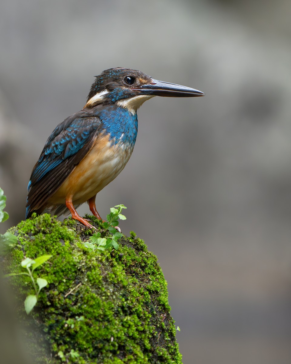Javan Blue-banded Kingfisher - ML642512594