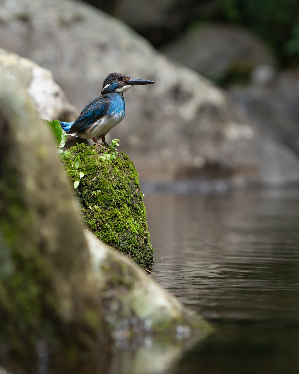 Javan Blue-banded Kingfisher - ML642512595